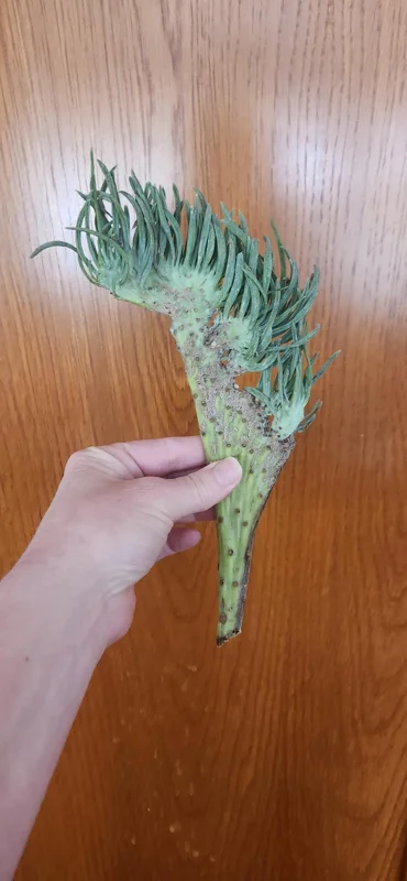 Mermaid Tail Succulent Live Plant - Unique Crested Senecio Succulent - Image 3