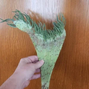 Mermaid Tail Succulent Live Plant - Unique Crested Senecio Succulent - Image 4