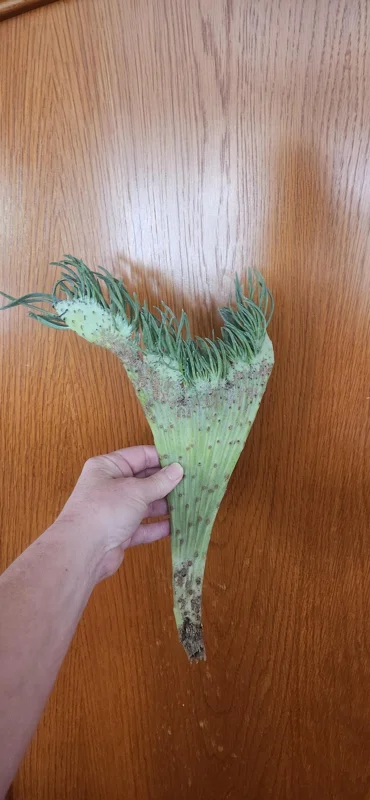 Mermaid Tail Succulent Live Plant - Unique Crested Senecio Succulent - Image 4