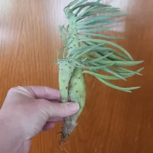 Mermaid Tail Succulent Live Plant - Unique Crested Senecio Succulent - Image 6