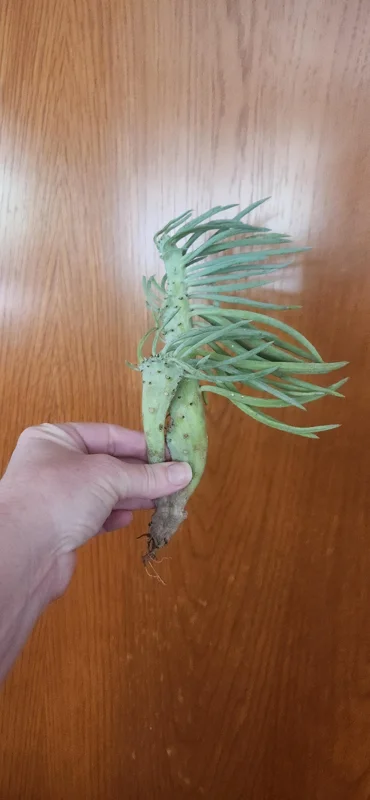 Mermaid Tail Succulent Live Plant - Unique Crested Senecio Succulent - Image 6