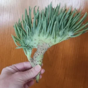 Mermaid Tail Succulent Live Plant - Unique Crested Senecio Succulent - Image 7