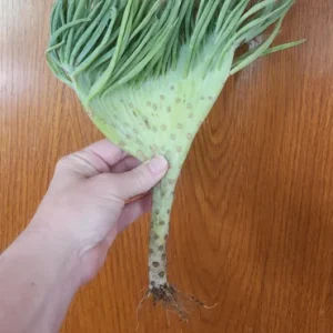 Mermaid Tail Succulent Live Plant - Unique Crested Senecio Succulent - Image 1