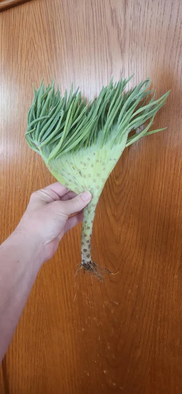 Mermaid Tail Succulent Live Plant - Unique Crested Senecio Succulent - Image 1