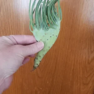 Mermaid Tail Succulent Live Plant - Unique Crested Senecio Succulent - Image 8