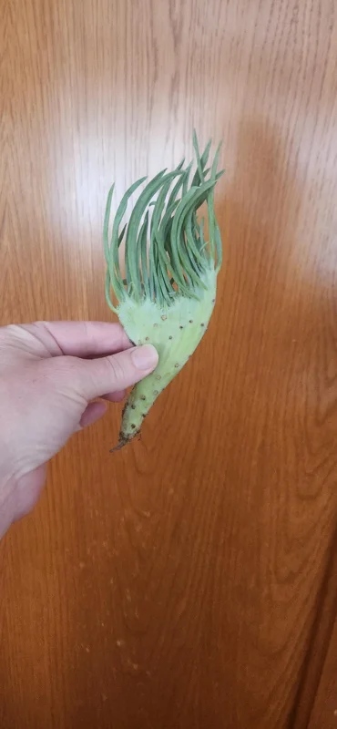 Mermaid Tail Succulent Live Plant - Unique Crested Senecio Succulent - Image 8