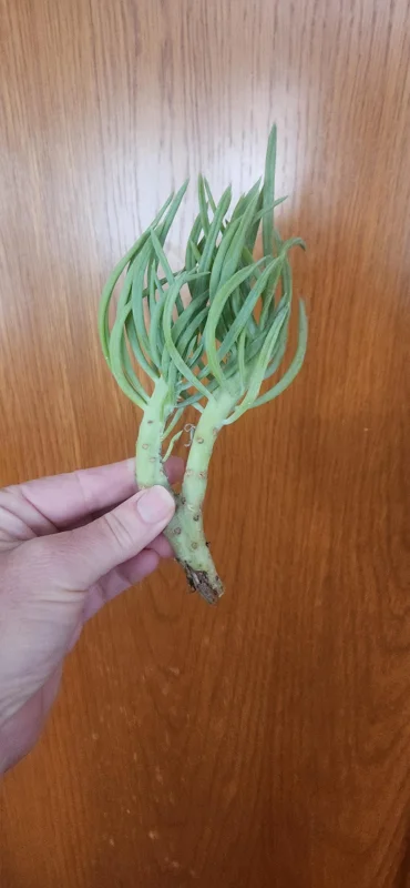 Mermaid Tail Succulent Live Plant - Unique Crested Senecio Succulent - Image 9
