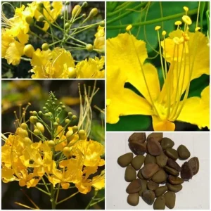 Mexican Bird of Paradise Live Plant, Yellow Pride of Barbados, 6-9 Inc Tall, Potted - Image 5