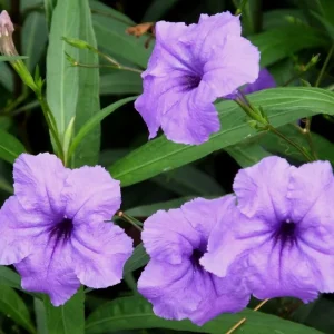 Mexican Petunia Live Plant, Pack of 2, Purple Flowers, 4-9 Inches, Outdoor Perennial - Image 3