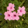 Mexican Petunia Live Plant, Pack of 2, Purple Flowers, 4-9 Inches, Outdoor Perennial - Image 1