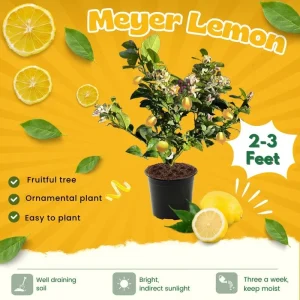 Meyer Lemon Live Tree Plant - 3 Gallon Pot - Cold Hardy Citrus - Image 2