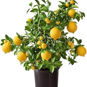 Meyer Lemon Live Tree Plant - 3 Gallon Pot - Cold Hardy Citrus - Image 3