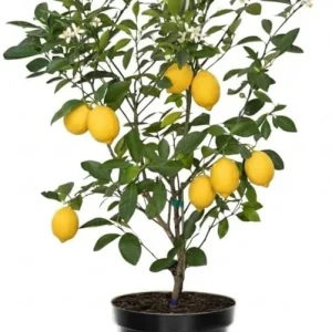 Meyer Lemon Live Tree Plant - 3 Gallon Pot - Cold Hardy Citrus - Image 4