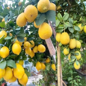 Meyer Lemon Live Tree Plant - 3 Gallon Pot - Cold Hardy Citrus - Image 6