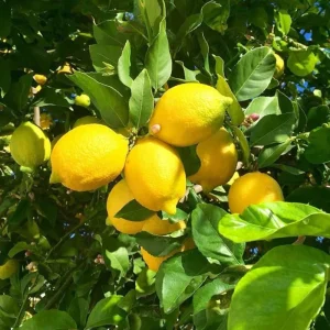 Meyer Lemon Tree Live Plant 2-3 Ft Tall - Fragrant Citrus for Outdoor Patio - Image 6