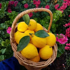 Meyer Lemon Tree Live Plant 2-3 Ft Tall - Fragrant Citrus for Outdoor Patio - Image 1