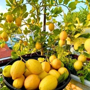 Meyer Lemon Tree Live Plant 2 Inch Tall - Dwarf Fruit Tree for Indoor & Outdoor - Image 2