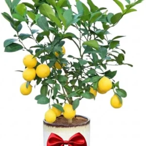 Meyer Lemon Tree Live Plant – 3 Gallon Pot – Already Bearing Fruit – Cold Hardy - Image 2