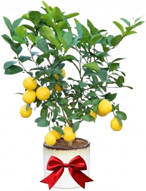 Meyer Lemon Tree Live Plant – 3 Gallon Pot – Already Bearing Fruit – Cold Hardy - Image 2