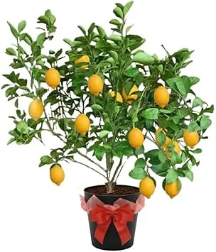 Meyer Lemon Tree Live Plant – 3 Gallon Pot – Already Bearing Fruit – Cold Hardy - Image 4