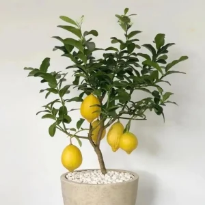 Meyer Lemon Tree Live Plant – 3 Gallon Pot – Already Bearing Fruit – Cold Hardy - Image 5