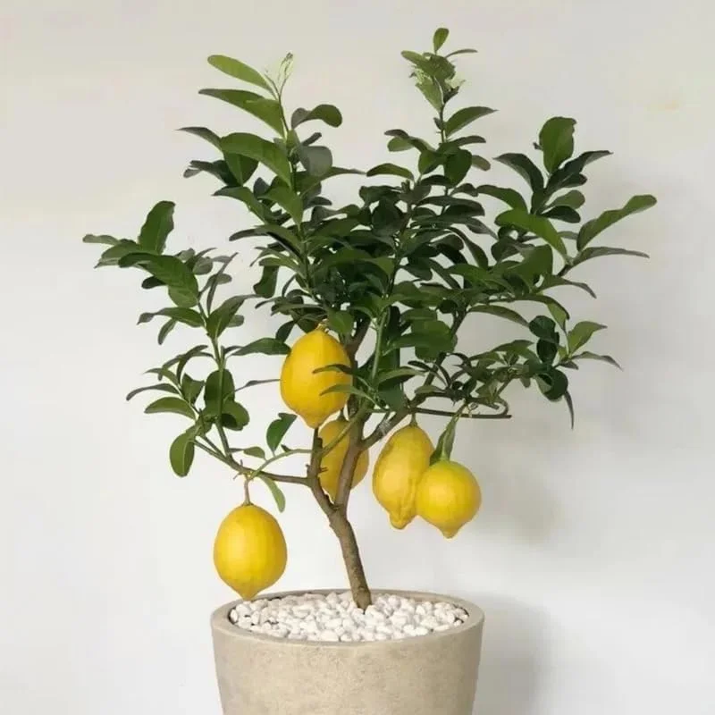 Meyer Lemon Tree Live Plant – 3 Gallon Pot – Already Bearing Fruit – Cold Hardy - Image 5