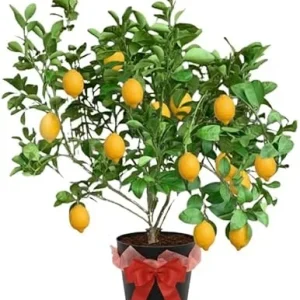 Meyer Lemon Tree Live Plant – 3 Gallon Pot – Already Bearing Fruit – Cold Hardy - Image 5
