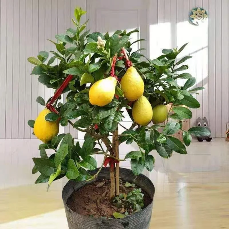 Meyer Lemon Tree Live Plant – 3 Gallon Pot – Already Bearing Fruit – Cold Hardy - Image 6