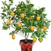 Meyer Lemon Tree Live Plant – 3 Gallon Pot – Already Bearing Fruit – Cold Hardy - Image 1