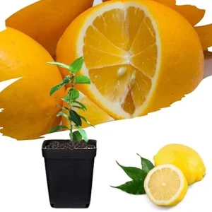 Meyer Lemon Tree Live Plant Seedling - Starter 2-3 Inch Tall - Tropical Fruit - Image 1
