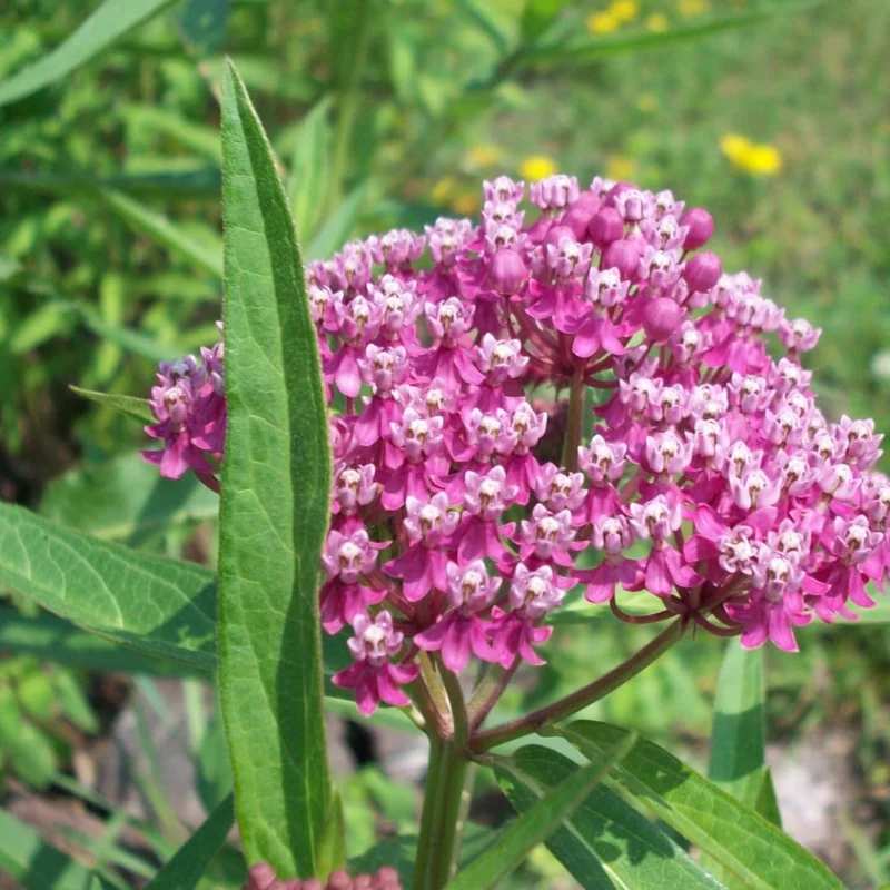 Milkweed Live Plant Set of 2, Asclepias Tuberosa, 5-8 Inch Tall, Perennial Butterfly Plant, Outdoor - Image 2