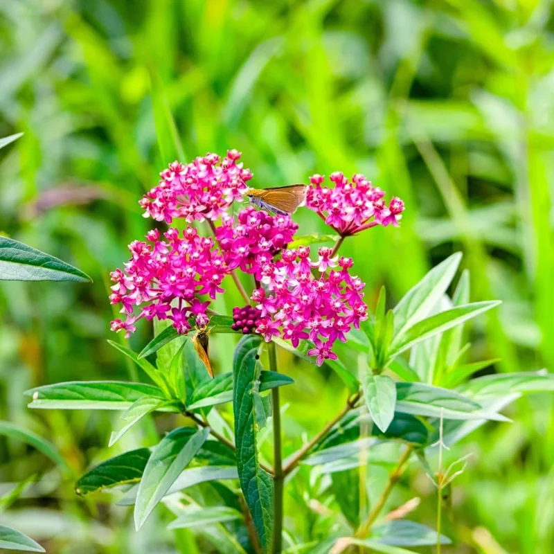 Milkweed Live Plant Set of 2, Asclepias Tuberosa, 5-8 Inch Tall, Perennial Butterfly Plant, Outdoor - Image 3