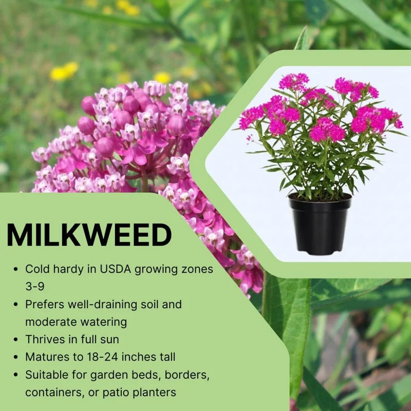 Milkweed Live Plant Set of 2, Asclepias Tuberosa, 5-8 Inch Tall, Perennial Butterfly Plant, Outdoor - Image 4