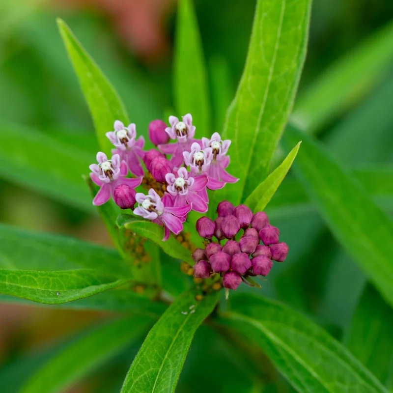 Milkweed Live Plant Set of 2, Asclepias Tuberosa, 5-8 Inch Tall, Perennial Butterfly Plant, Outdoor - Image 6