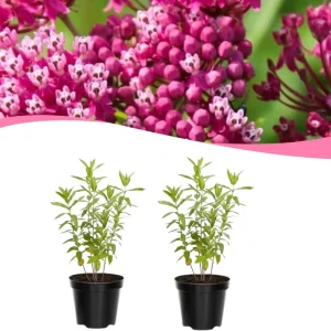 Milkweed Live Plant Set of 2, Asclepias Tuberosa, 5-8 Inch Tall, Perennial Butterfly Plant, Outdoor - Image 1