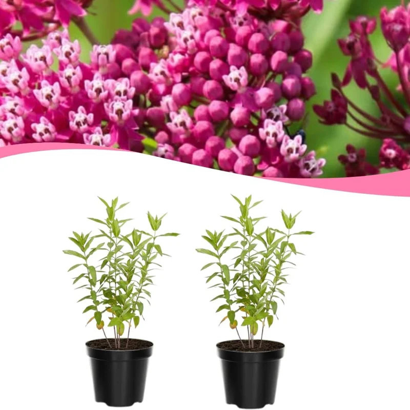 Milkweed Live Plant Set of 2, Asclepias Tuberosa, 5-8 Inch Tall, Perennial Butterfly Plant, Outdoor - Image 1