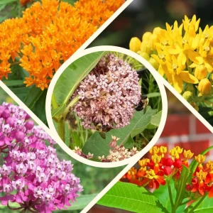 Milkweed Live Plants, Set of 2, Asclepias Tuberosa, 5-8 Inch Tall, Outdoor - Image 2