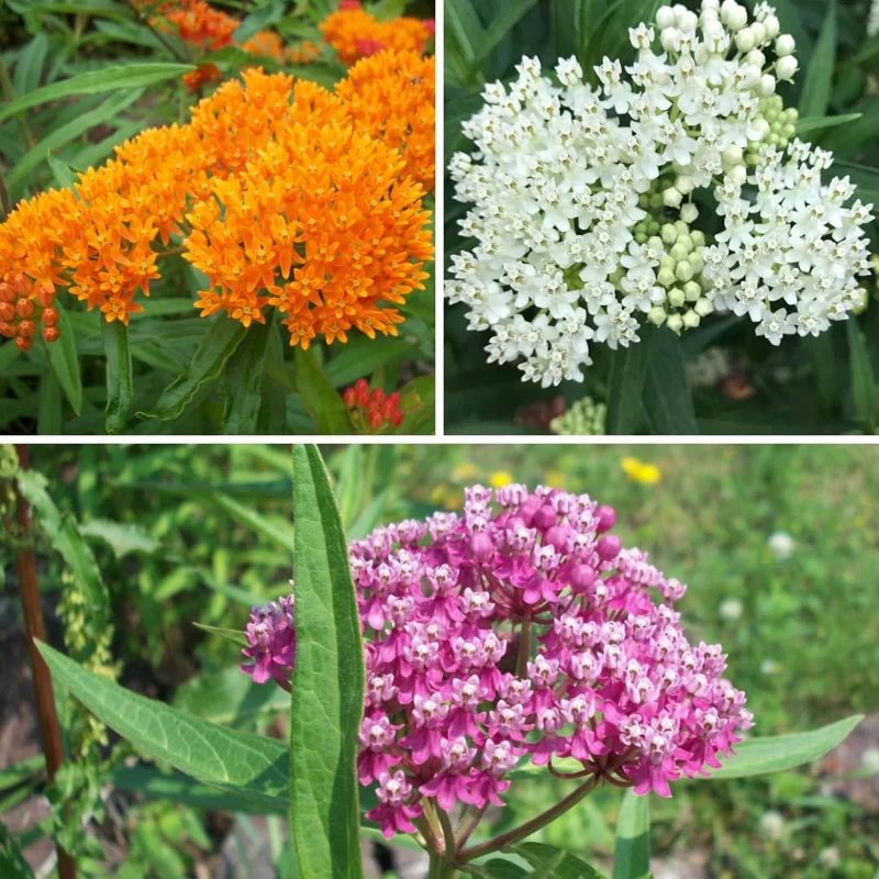 Milkweed Live Plants, Set of 2, Asclepias Tuberosa, 5-8 Inch Tall, Outdoor - Image 5
