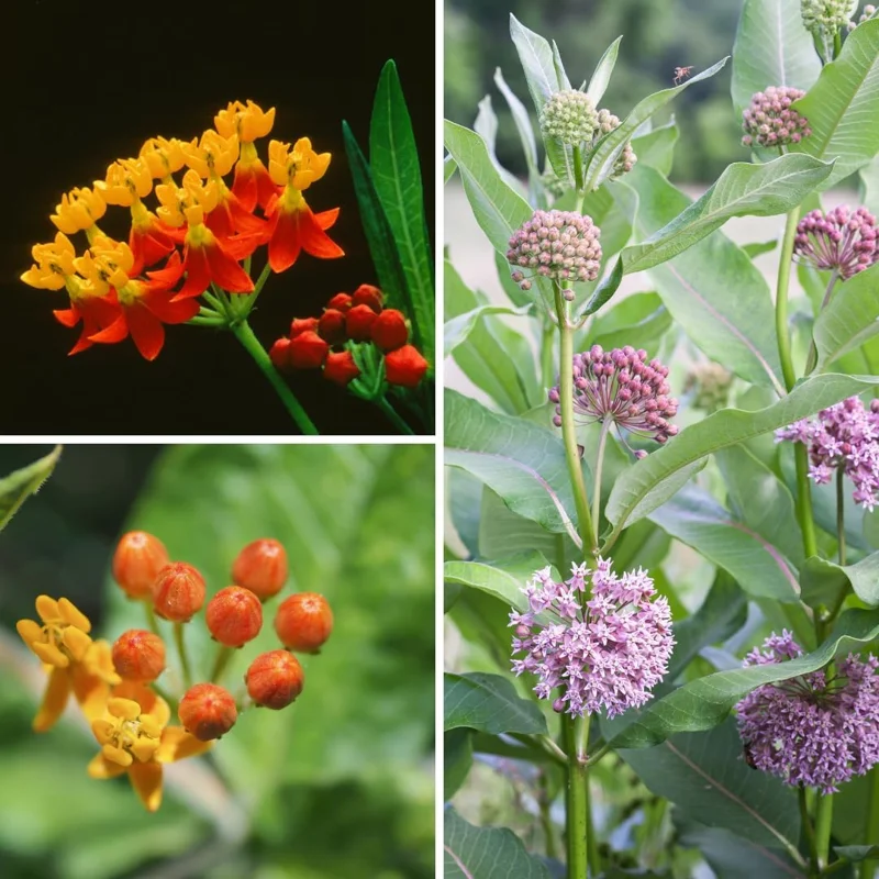 Milkweed Live Plants, Set of 2, Asclepias Tuberosa, 5-8 Inch Tall, Outdoor - Image 6