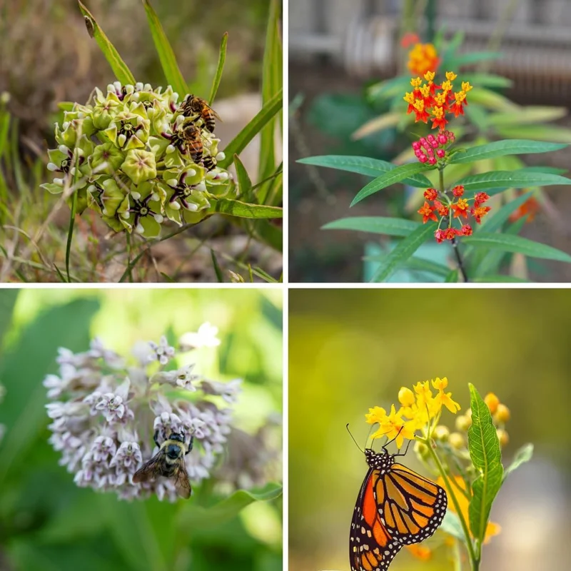 Milkweed Live Plants, Set of 2, Asclepias Tuberosa, 5-8 Inch Tall, Outdoor - Image 7