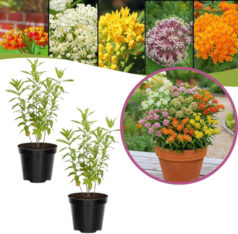 Milkweed Live Plants, Set of 2, Asclepias Tuberosa, 5-8 Inch Tall, Outdoor - Image 1