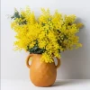 Mimosa Wattle Seedling Live Plant - Acacia Baileyana Tree, 3-5 Inch Tall, 4 Inch Pot, Yellow Flowers - Image 1
