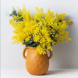 Mimosa Wattle Seedling Live Plant - Acacia Baileyana Tree, 3-5 Inch Tall, 4 Inch Pot, Yellow Flowers - Image 1