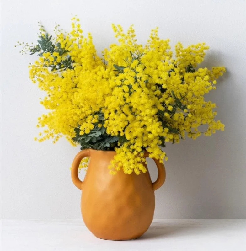 Mimosa Wattle Seedling Live Plant - Acacia Baileyana Tree, 3-5 Inch Tall, 4 Inch Pot, Yellow Flowers - Image 1