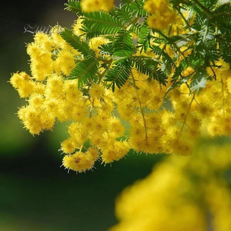Mimosa Wattle Seedling Live Plant - Acacia Baileyana Tree, 3-5 Inch Tall, 4 Inch Pot, Yellow Flowers - Image 2