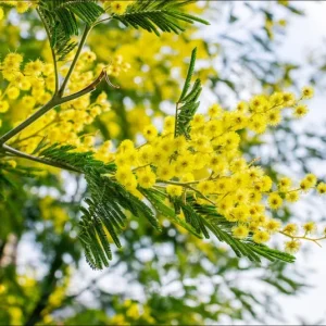 Mimosa Wattle Seedling Live Plant - Acacia Baileyana Tree, 3-5 Inch Tall, 4 Inch Pot, Yellow Flowers - Image 3