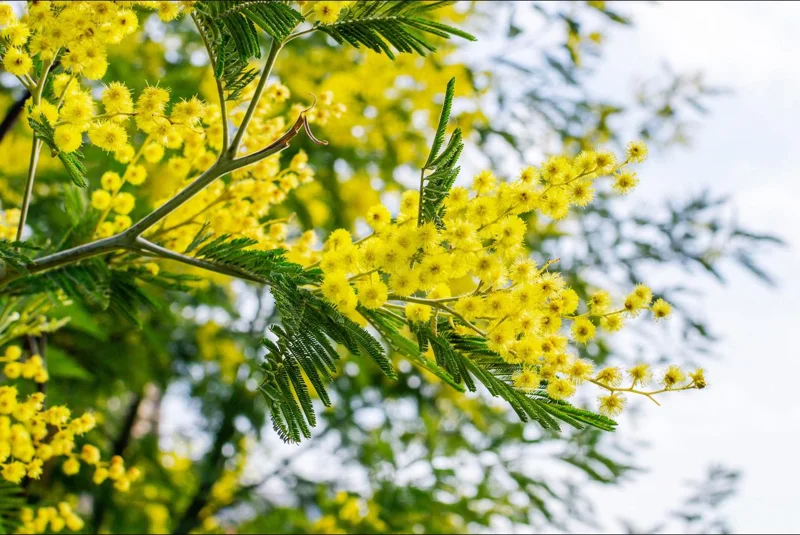 Mimosa Wattle Seedling Live Plant - Acacia Baileyana Tree, 3-5 Inch Tall, 4 Inch Pot, Yellow Flowers - Image 3