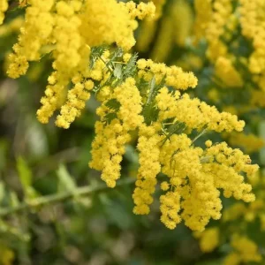 Mimosa Wattle Seedling Live Plant - Acacia Baileyana Tree, 3-5 Inch Tall, 4 Inch Pot, Yellow Flowers - Image 4
