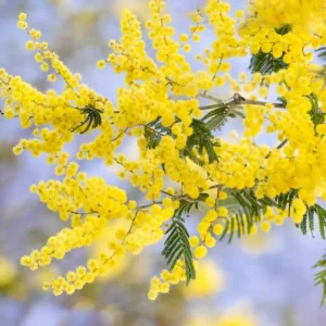 Mimosa Wattle Seedling Live Plant - Acacia Baileyana Tree, 3-5 Inch Tall, 4 Inch Pot, Yellow Flowers - Image 5
