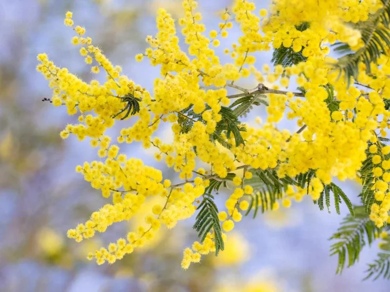 Mimosa Wattle Seedling Live Plant - Acacia Baileyana Tree, 3-5 Inch Tall, 4 Inch Pot, Yellow Flowers - Image 5